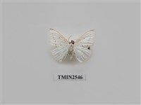 藏品(尺蛾34.3)的圖片